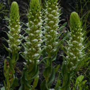 Satyrium bicallosum